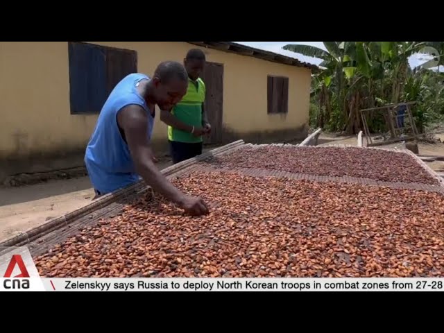 ⁣Cocoa bean prices steadily rising due to a drop in global supply