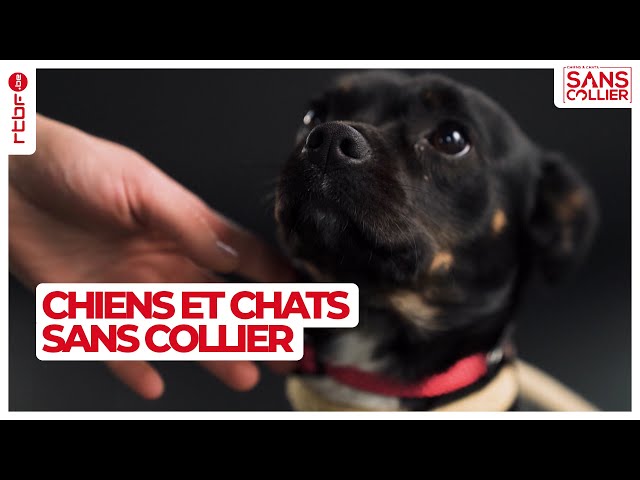 ⁣Au coeur du refuge pour chiens et chats sans collier S06E04