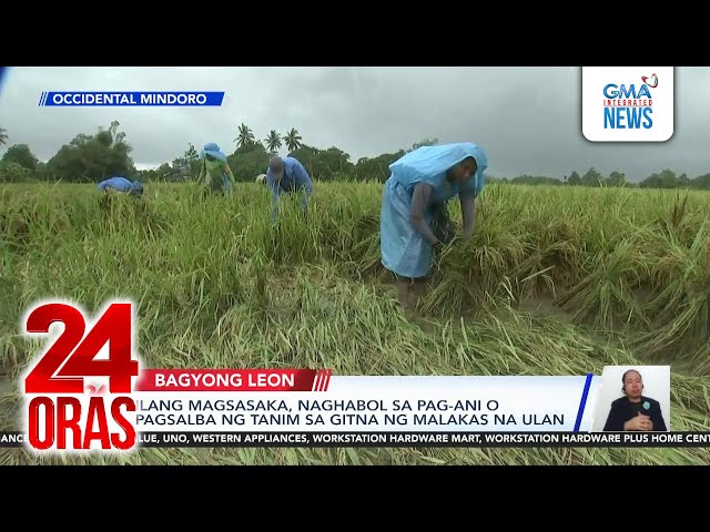 ⁣Ilang magsasaka, naghabol sa pag-ani o pagsalba ng tanim sa gitna ng malakas na ulan | 24 Oras