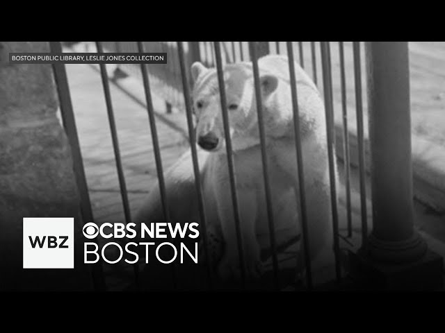 ⁣Old Franklin Park bear dens in Boston could be transformed