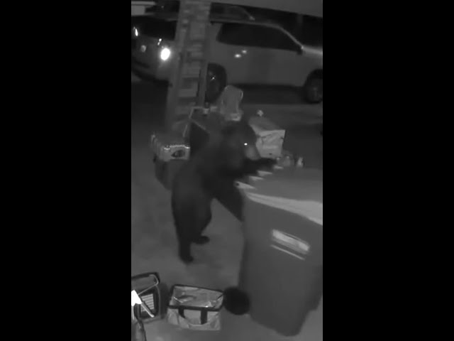 ⁣Stealthy bear gets creative while stealing trash can #Shorts