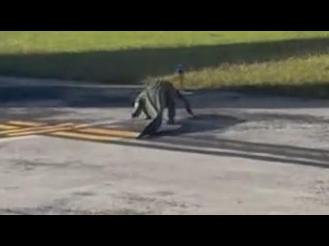 ⁣WATCH | Alligator strolls across runway at airport in Florida