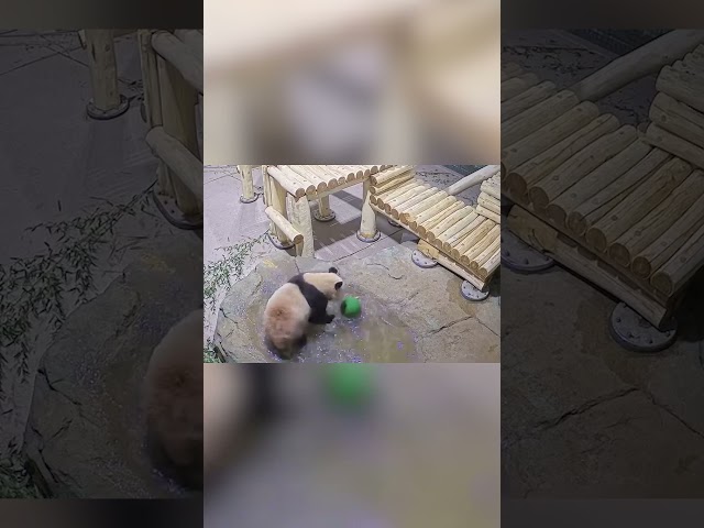 ⁣Pandas Bao Li and Qing Bao chill at the National Zoo