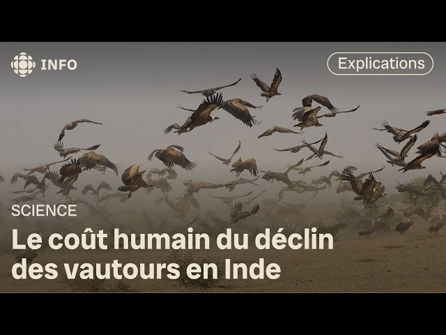 ⁣Comment le déclin d’une espèce de vautours a causé 500 000 morts