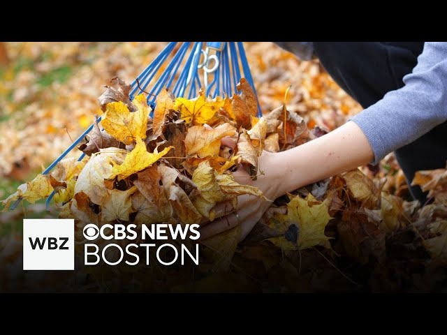 ⁣The best time to rake leaves, wildfire smoke update and possible record warmth in Boston