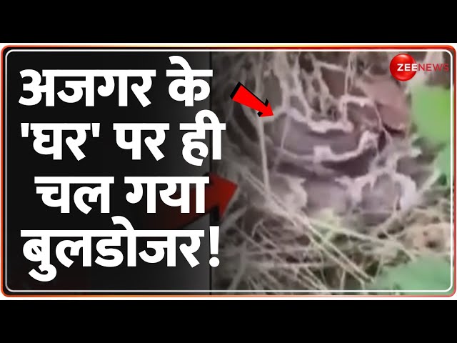 ⁣Deshhit: अजगर के 'घर' पर ही चल गया बुलडोजर! | Bulldozer Action | python | Hindi News | Zee