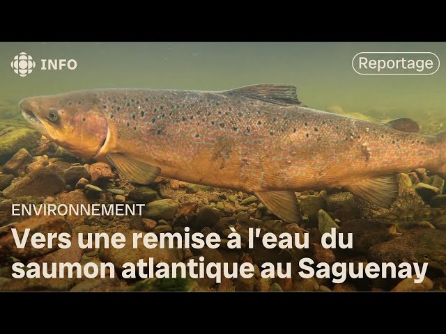 ⁣Remise à l’eau obligatoire du saumon atlantique au Saguenay en 2025?