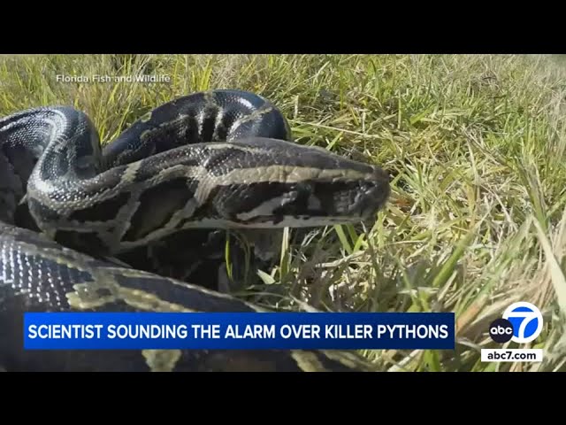 ⁣Burmese pythons are swallowing deer, alligators whole, biologists prove