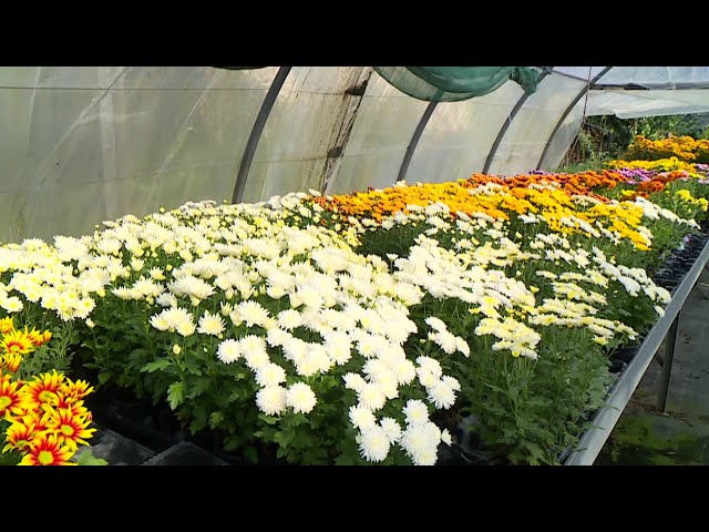 ⁣Grosse activité pour les producteurs de chrysanthèmes avant la Toussaint