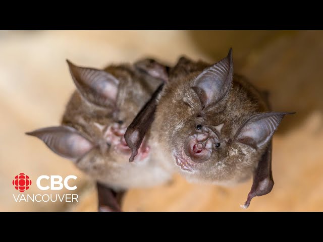 ⁣Why bats are crucial to the ecosystem