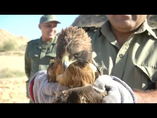 ⁣NO COMMENT: Voluntarios liberan dos aves heridas tras ser capturadas ilegalmente en Túnez