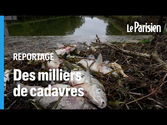 ⁣« La mortalité est terrrible » : qui a tué les poissons du canal de Loing ?