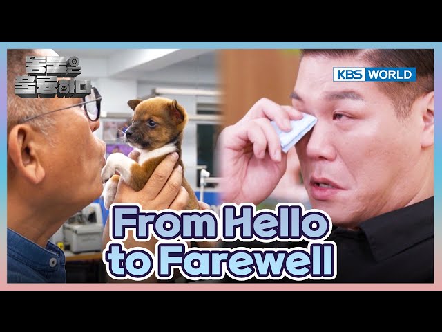 ⁣Pet Loss [Animals Are Incredible : EP.3-3] | KBS WORLD TV 241030