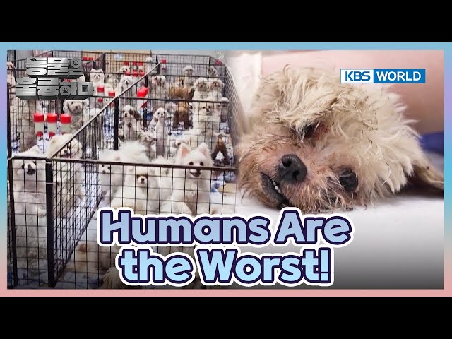 Hell on Earth [Animals Are Incredible : EP.3-2] | KBS WORLD TV 241030