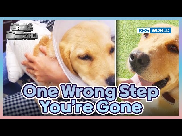 ⁣Saving 3-Legged Dog Duke [Animals Are Incredible : EP.3-1] | KBS WORLD TV 241030