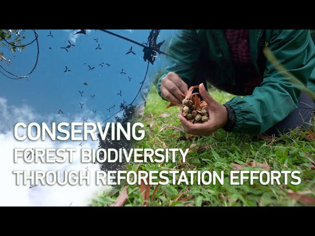 Conserving forest biodiversity through reforestation efforts