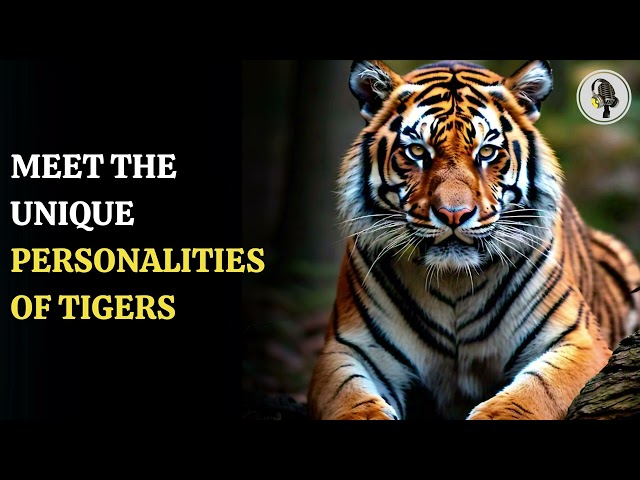 ⁣Meet The  Unique Personalities Of Tigers | WION Podcast