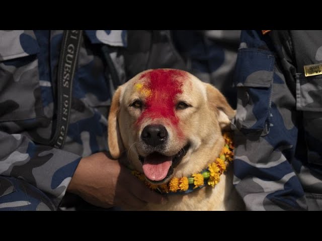 ⁣NO COMMENT: Kukur Puja, el festival anual en Nepal que rinde homenaje a los perros