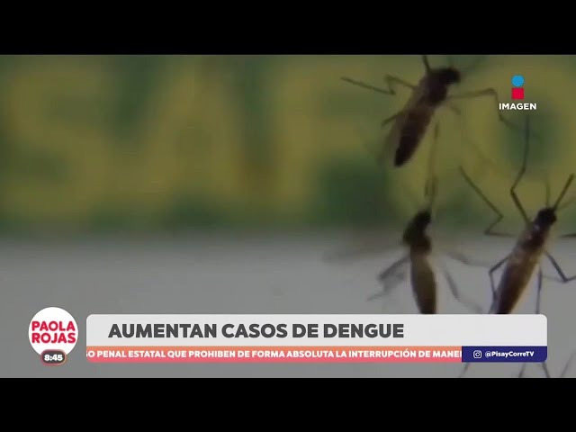 ⁣¡En alerta! Aumentan los casos de dengue en Guadalajara, Jalisco | DPC con Paola Rojas