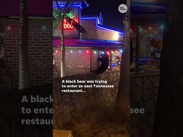 ⁣Black bear told to leave Tennessee restaurant #Shorts