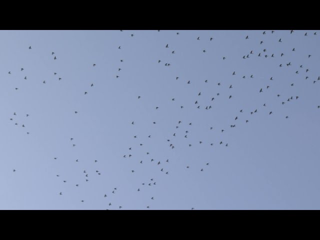 ⁣Palombes : pic de migration au Pays basque, usoak milaka Urruñan