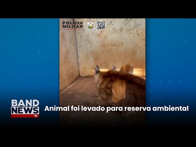 ⁣Onça-parda é encontrada dentro de galinheiro em MG | BandNews TV