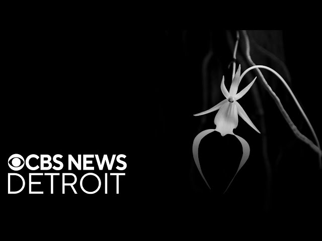 ⁣Detroit plant lab works to clone ghost orchids