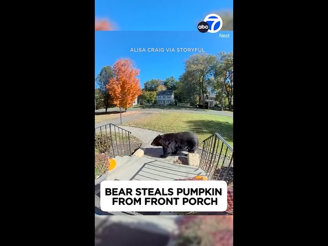 ⁣Bear steals pumpkin from front porch