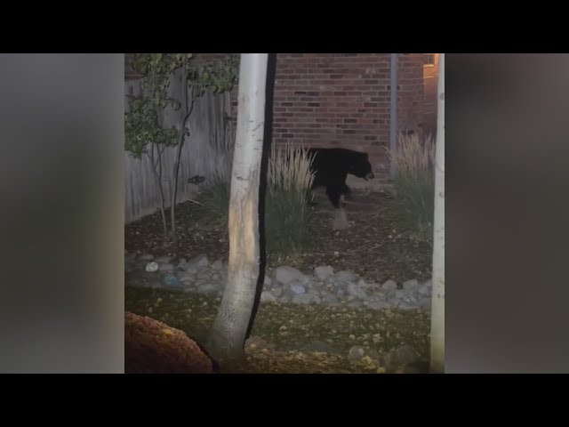 ⁣3 bears keep trick-or-treaters on their toes in Castle Pines