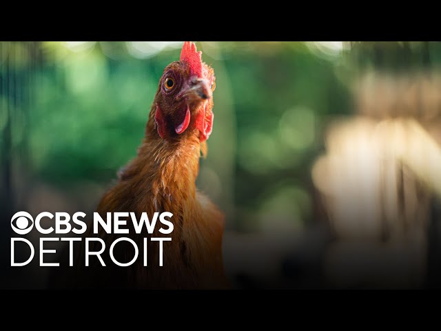 ⁣Detroit reviews amendment that would allow residents to keep chickens, ducks, bees