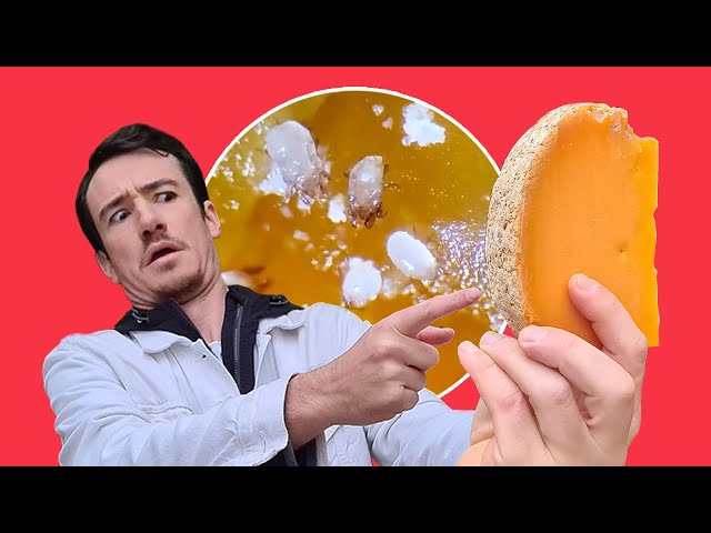 ⁣Faut-il se méfier des petites bêtes qui vivent dans la mimolette ?