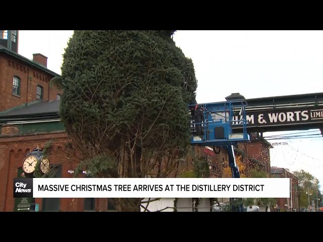 ⁣Christmas tree arrives at Toronto's Distillery District for Winter Village