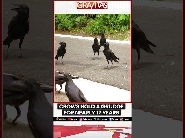 ⁣The Grudge of Crows | GRAVITAS | WION Shorts