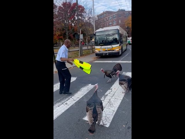 ⁣Brave bus driver waves vest at flock of turkeys blocking traffic #Shorts