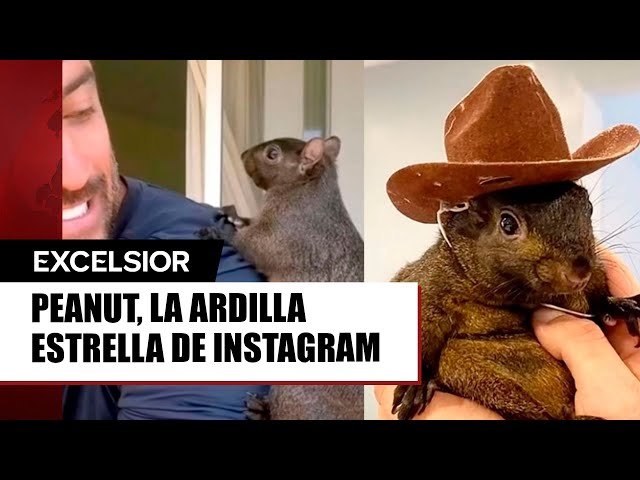 Peanut, la ardilla estrella de Instagram, confiscada de su hogar en Nueva York