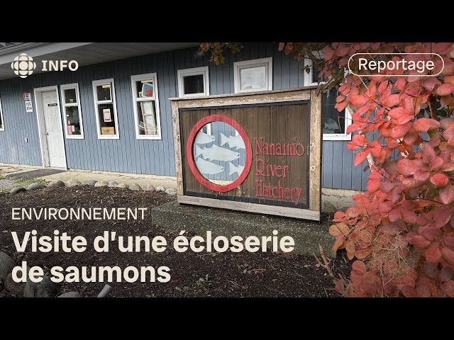 ⁣Le cycle de vie des saumons expliqué en français