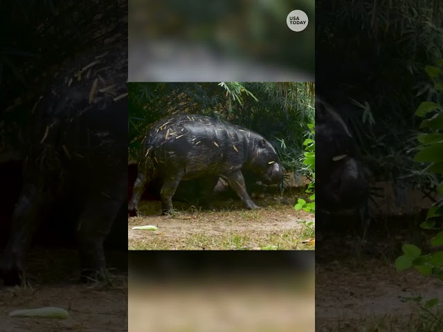 ⁣Meet Akobi, a four-year-old pygmy hippo at the Houston Zoo