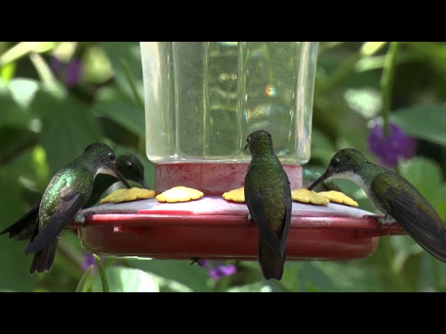 ⁣Right Here - Bajnath Hummingbird Sanctuary