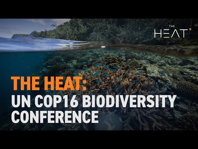 ⁣The Heat: UN COP16 Biodiversity Conference