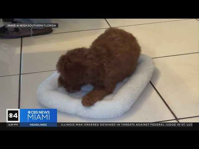 ⁣South Florida teen gifted puppy thanks to Make-A-Wish