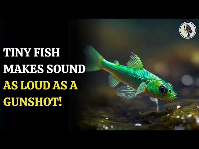 ⁣Tiny Fish Makes Sound As Loud As A Gunshot! | WION Podcast