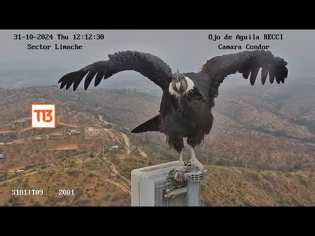 ⁣Majestuoso Cóndor andino posó durante 15 horas