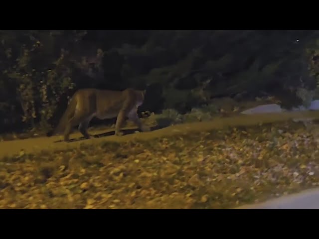 ⁣Man fights off mountain lion going after his dog