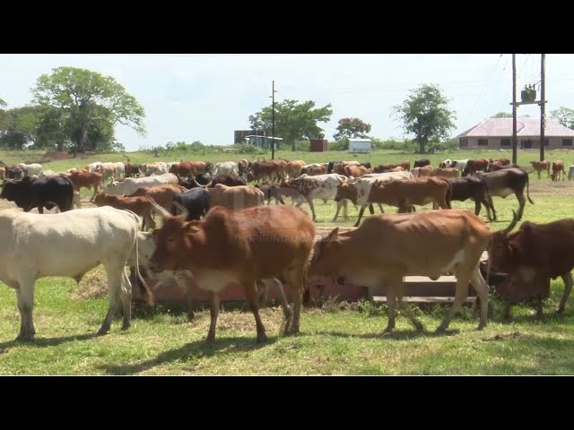 ⁣Cross Border Animal Movement - East African Parliament moves to prevent & control zoonotic disea