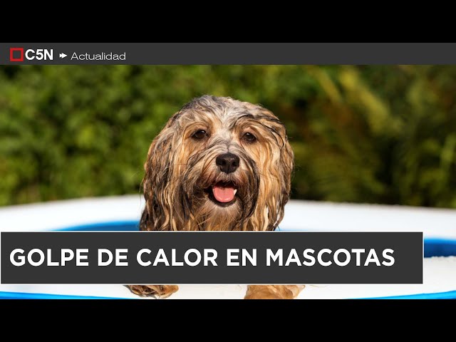 ⁣¿Cómo AFECTA el CALOR a los ANIMALES DE COMPAÑÍA?