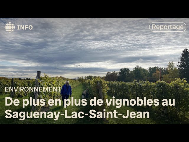 ⁣Produire du vin au Saguenay–Lac-Saint-Jean, est-ce possible?