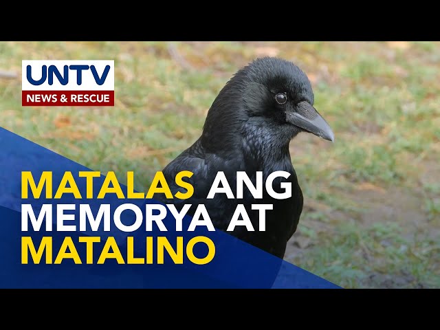 ⁣Alamin: mga kamangha-manghang katangian ng Raven o uwak | Wonders of Creation