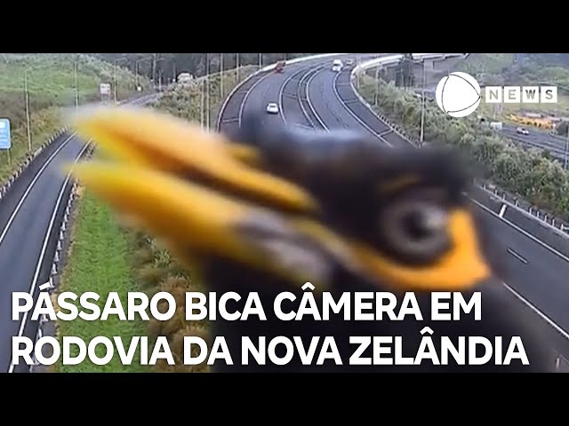 ⁣Pássaro dá bicada em câmera de monitoramento na Nova Zelândia