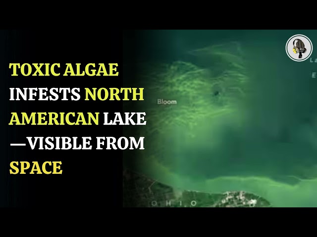 ⁣Toxic Algae Takeover of Lake Erie | WION Podcast