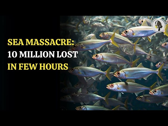 ⁣Sea Massacre 10 Million Lost In Few Hours | WION Podcast